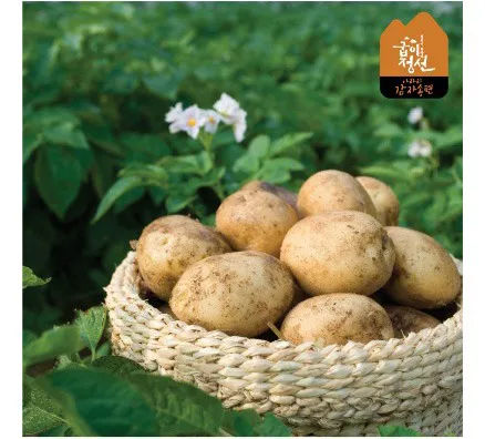 아라리 감자송편